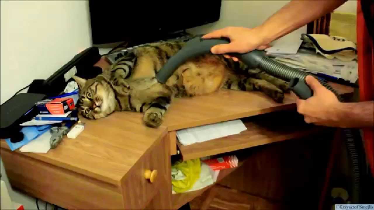 Cat Loves Being Vacuumed & Sucked