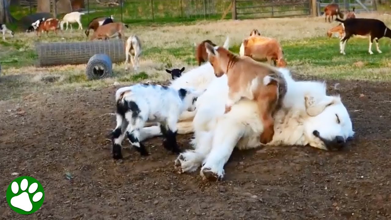 Wachhund wollte nur ein Nickerchen machen, aber diese süßen Babyziegen hatten andere Pläne 😍 😂 🐐