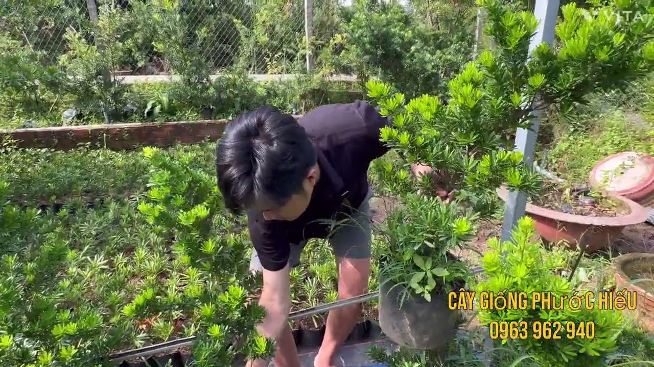 Tùng kim cương rin giâm cành 70-100cm 
