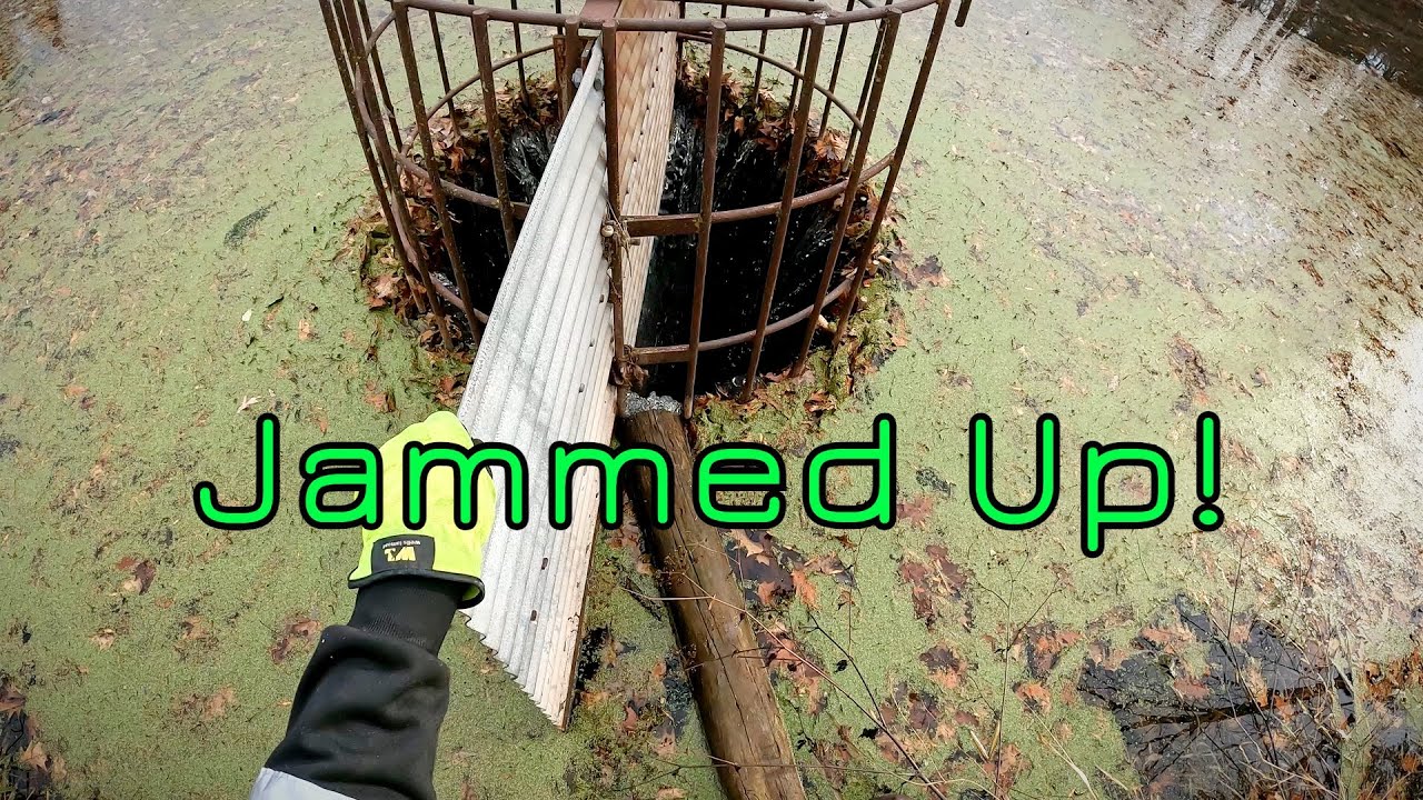 Unclogging Lake Drain Packed With Leaves - ASMR - Relaxing - Satisfying