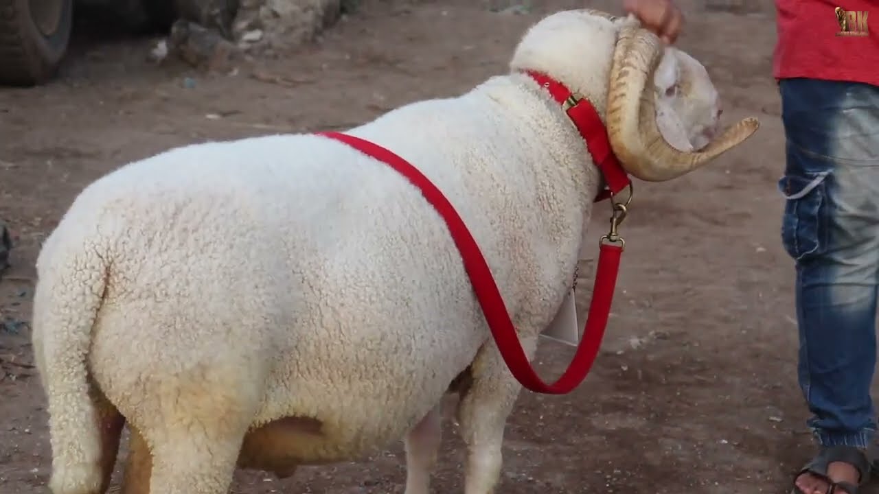 Biggest Sheep 2022 (Vilayti ho toh Aisa)