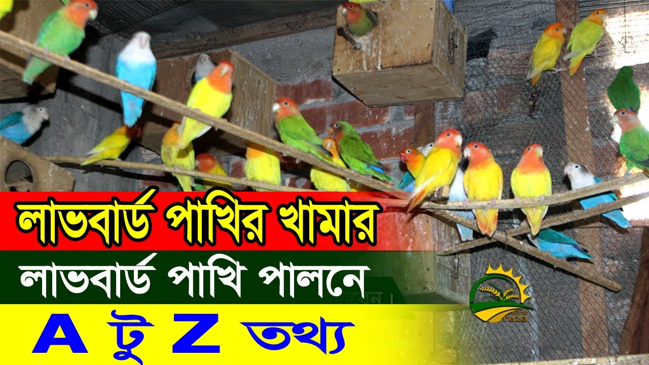 লাভ বার্ড পাখি পালন পদ্ধতি ও দাম।। লাভ বার্ড পাখির খামার।।