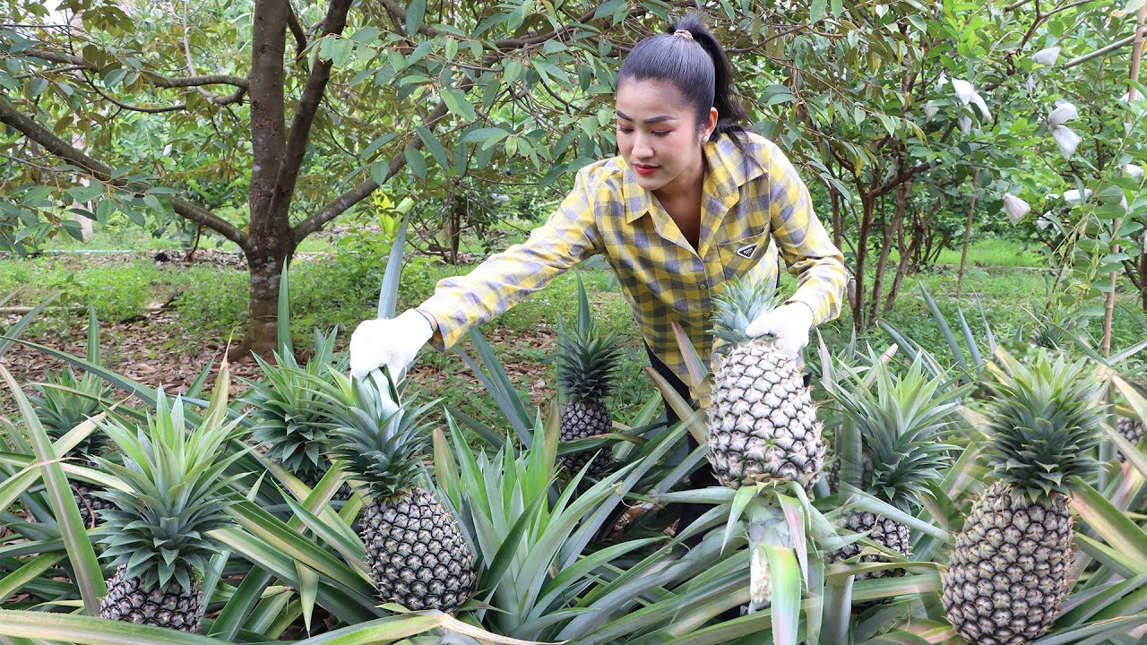 Harvest pineapple from backyard for cooking - Yummy pineapple recipes - Cooking with Sreypov