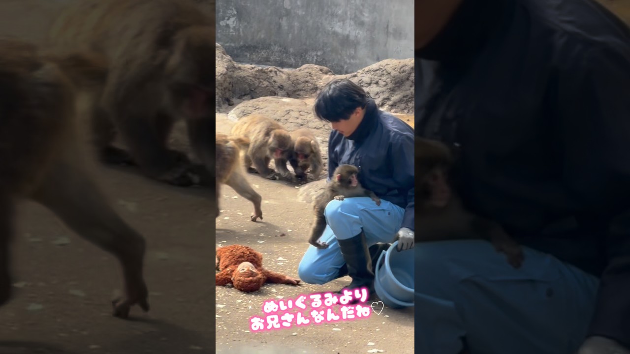 お兄さん大好きなパンチくん#パンチくん #パンチ#がんばれパンチくん #市川市動植物園