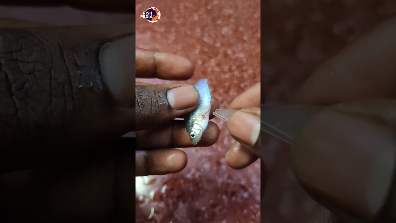 😨 Removing Parasite From My Fish | Anchor Worm Removal #shorts