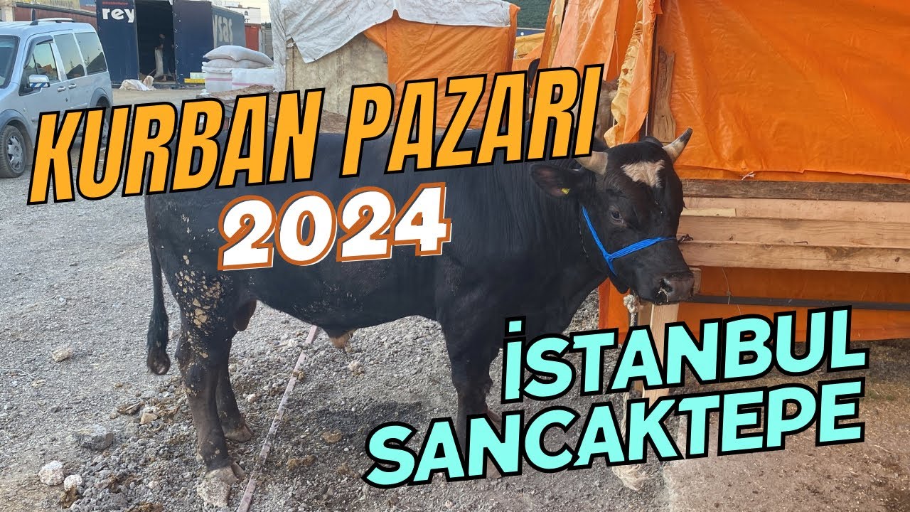 KURBAN PAZARI - İstanbul / Sancaktepe 2024 #kurbanbayramı #kurban #kurbanlıkfiyatları