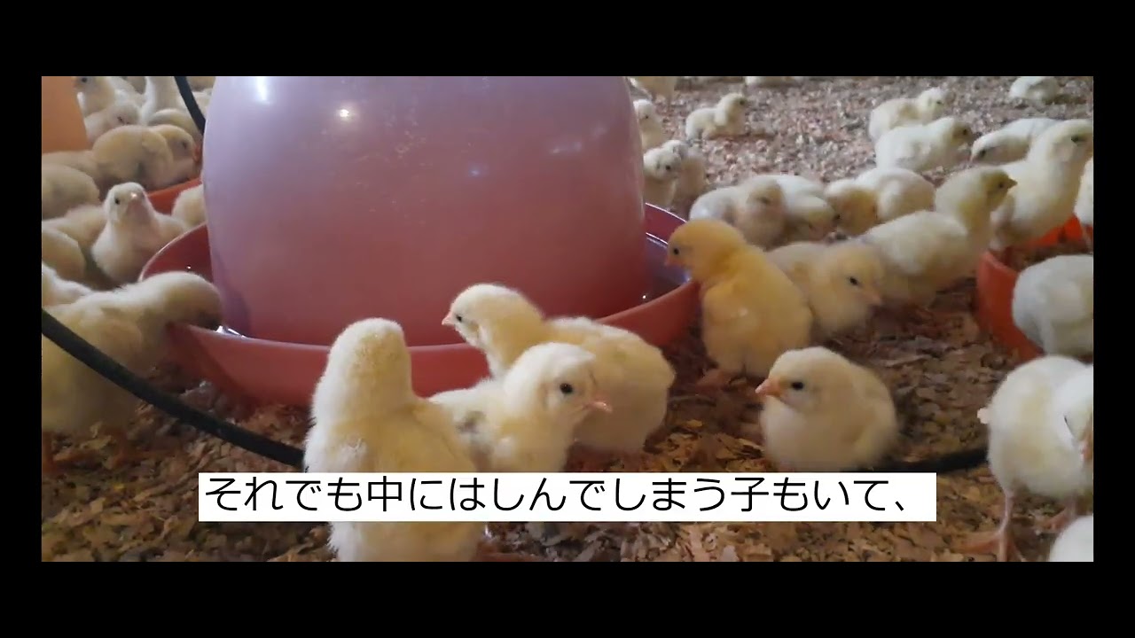 ヒヨコなんですぐしんでしまうん？（生後２日目）