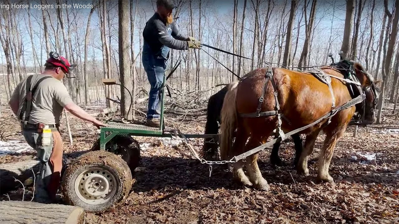Mentoring Horse Loggers in the Woods