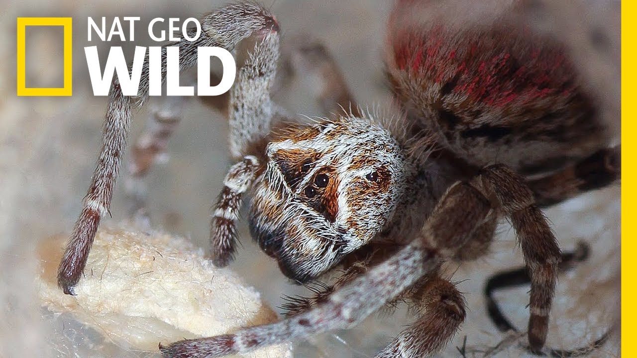 These Spiders Eat Their Mothers' Dead Bodies | Nat Geo Wild