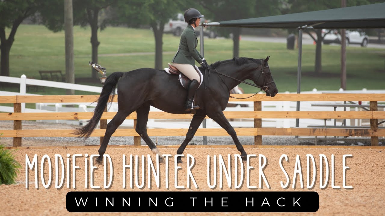 First Impression winning Modified Hunter Under Saddle at Wills Park Equestrian Federation Benefit