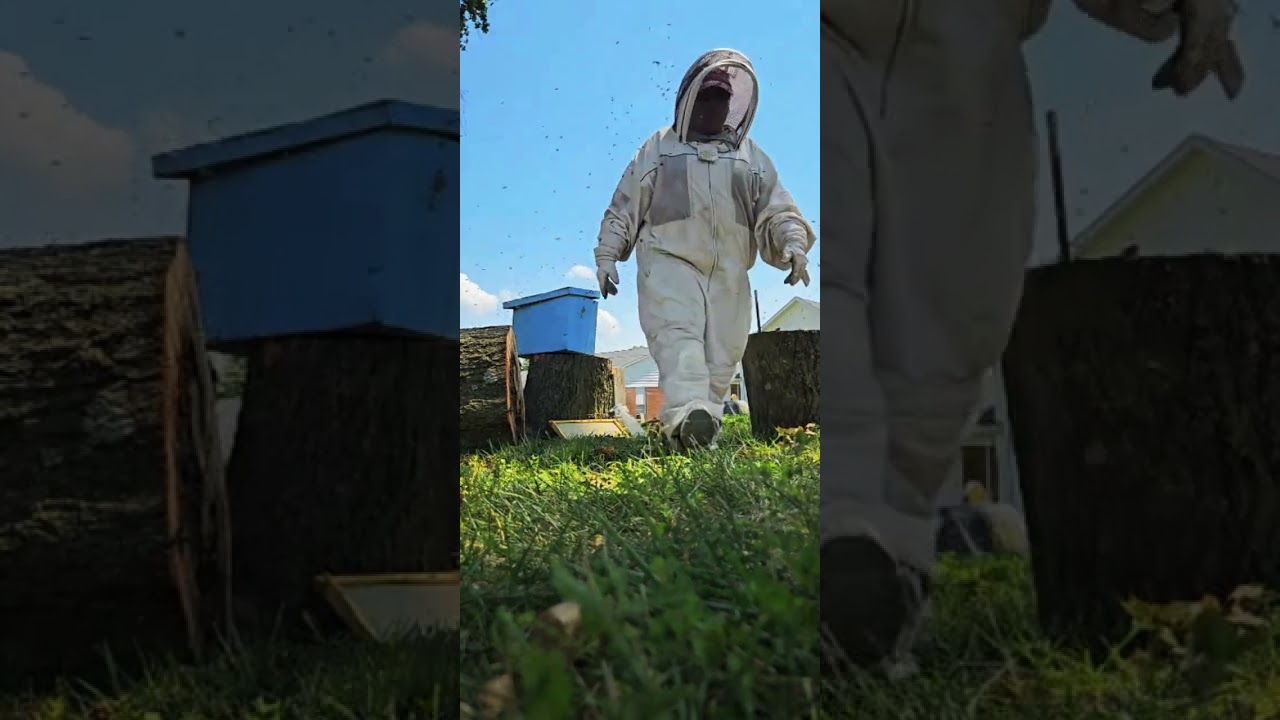  beekeeping, removing bees from a tree part two 8-15
