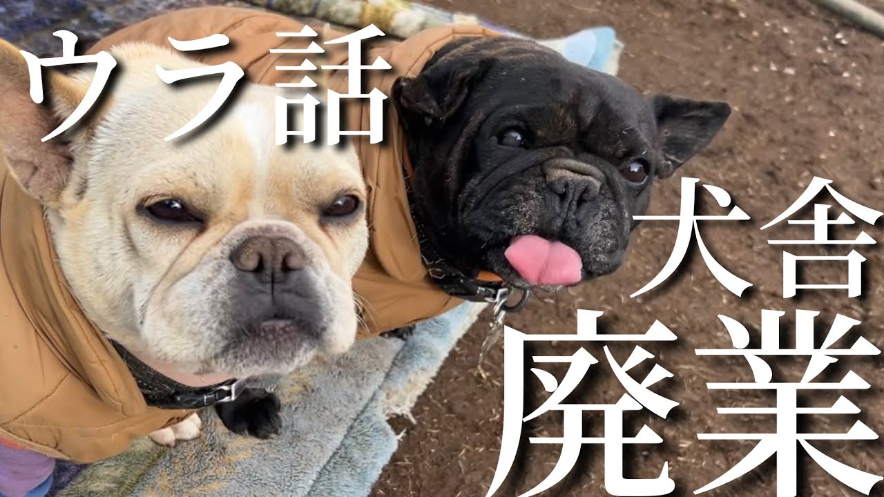 【暴露】犬舎廃業と里親探しについての裏話をお話しします
