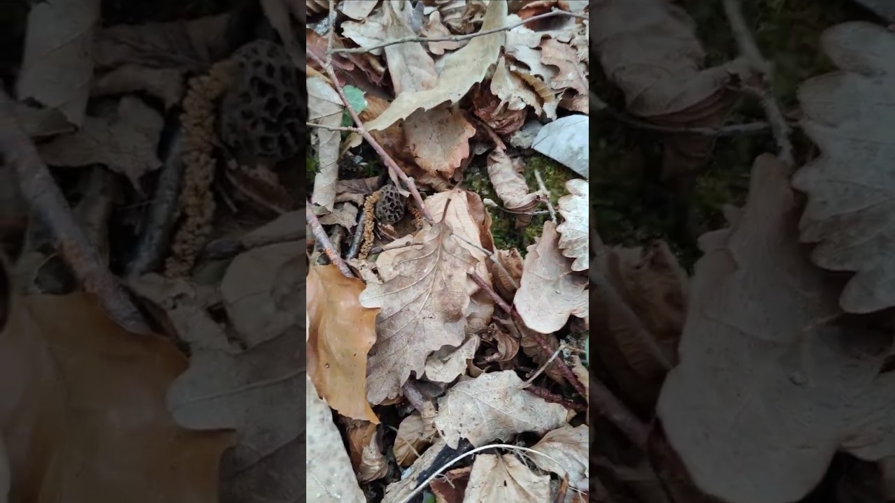 La chasse &agrave; la morille commune est ouverte !!