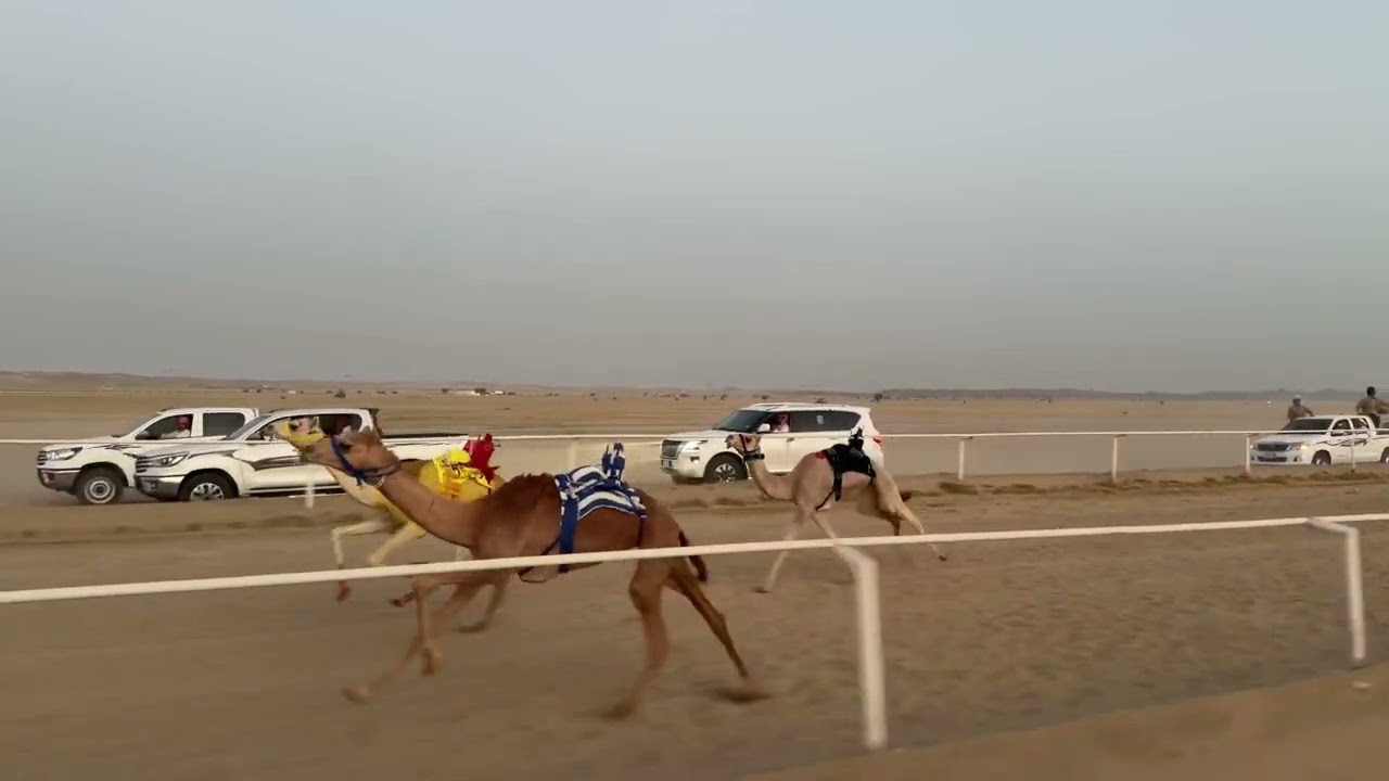 الشوط الاول بكار مفاريد 1500 م نظاء / عبدالله بن رويشد الجهني