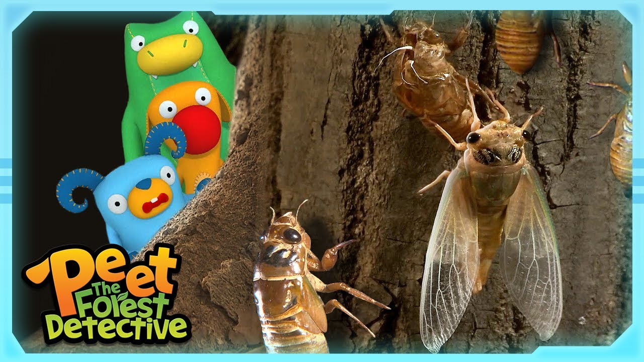 Empty Bug Shell Mystery... Cicadas?! | Nature Stories For Kids | Peet The Forest Detective