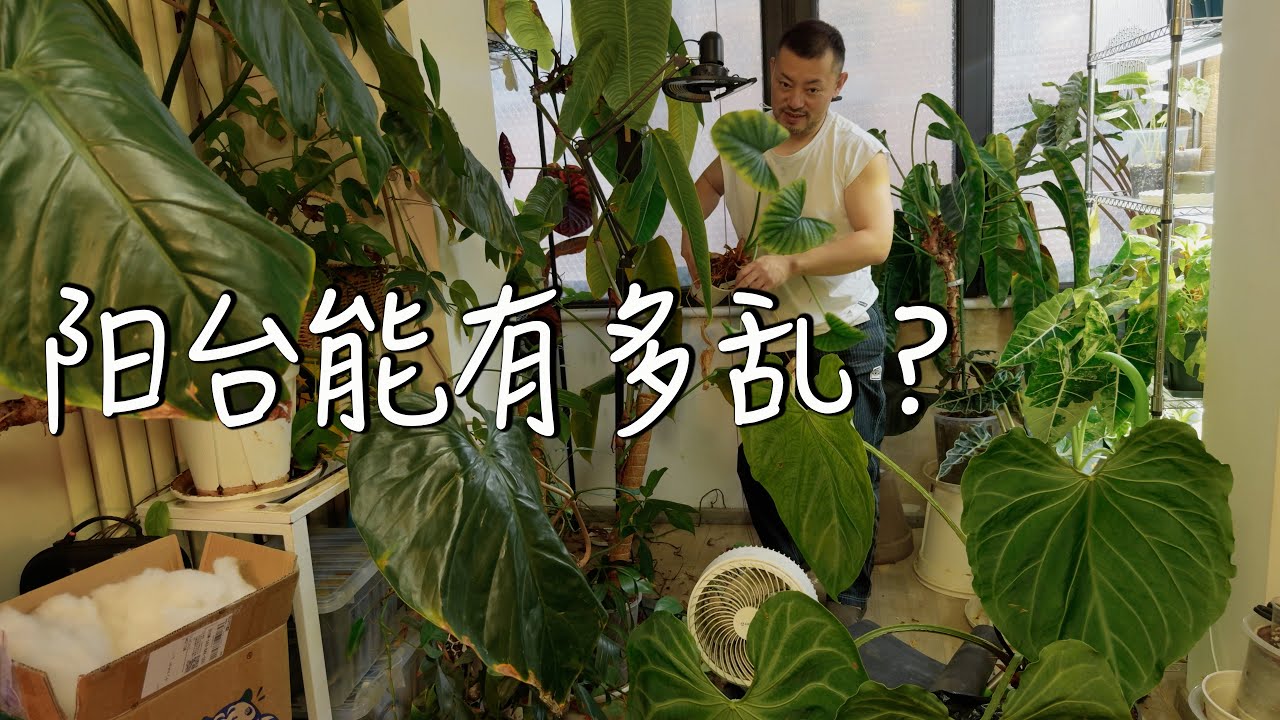 帮“骚断腿”的花仙子老师改造植物塞满的阳台vlog