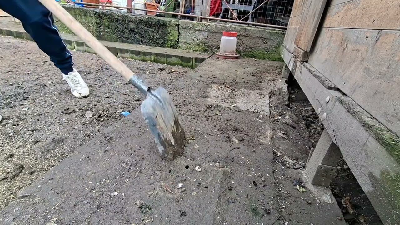 A Fost Destul De Muldar Hambarul Găinilor 
