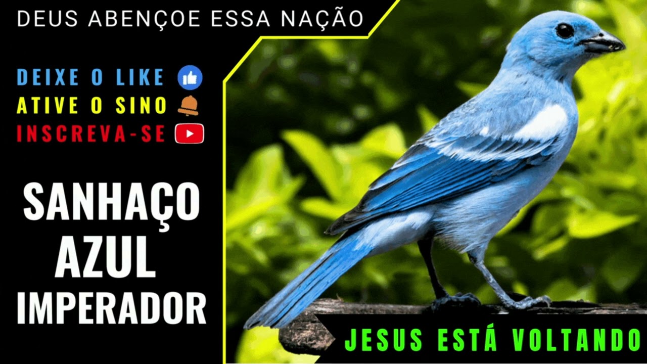 SANHAÇO AZUL CANTORIA ALAGOANA IMPERADOR - COM CHAMADO DE FÊMEA PARA ENSINAR E FOGUEAR