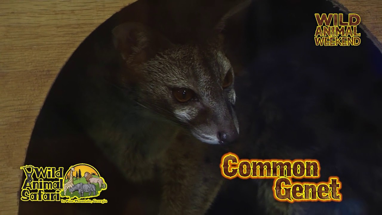 Wild Animal Weekend: Common Genet