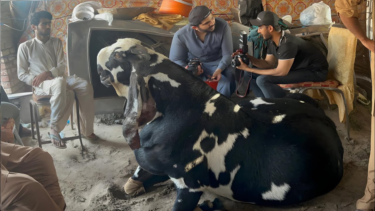 Winner Bakra World Heavy Weight Bakra Show 2025 Lahore ll Bakra Mandi 2025 ll Cow Mandi 2025 #bakra