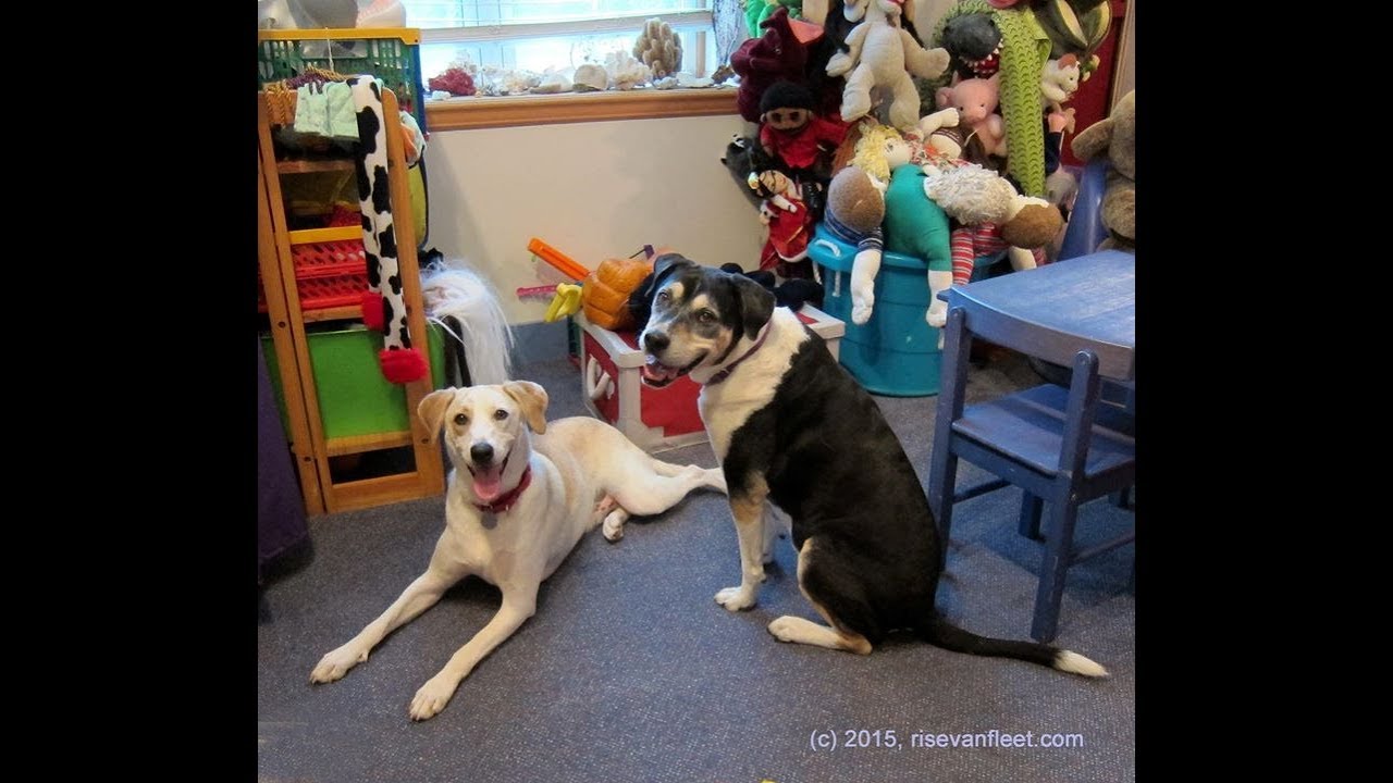 Animal Assisted Play Therapy Sampler 1 - Canine