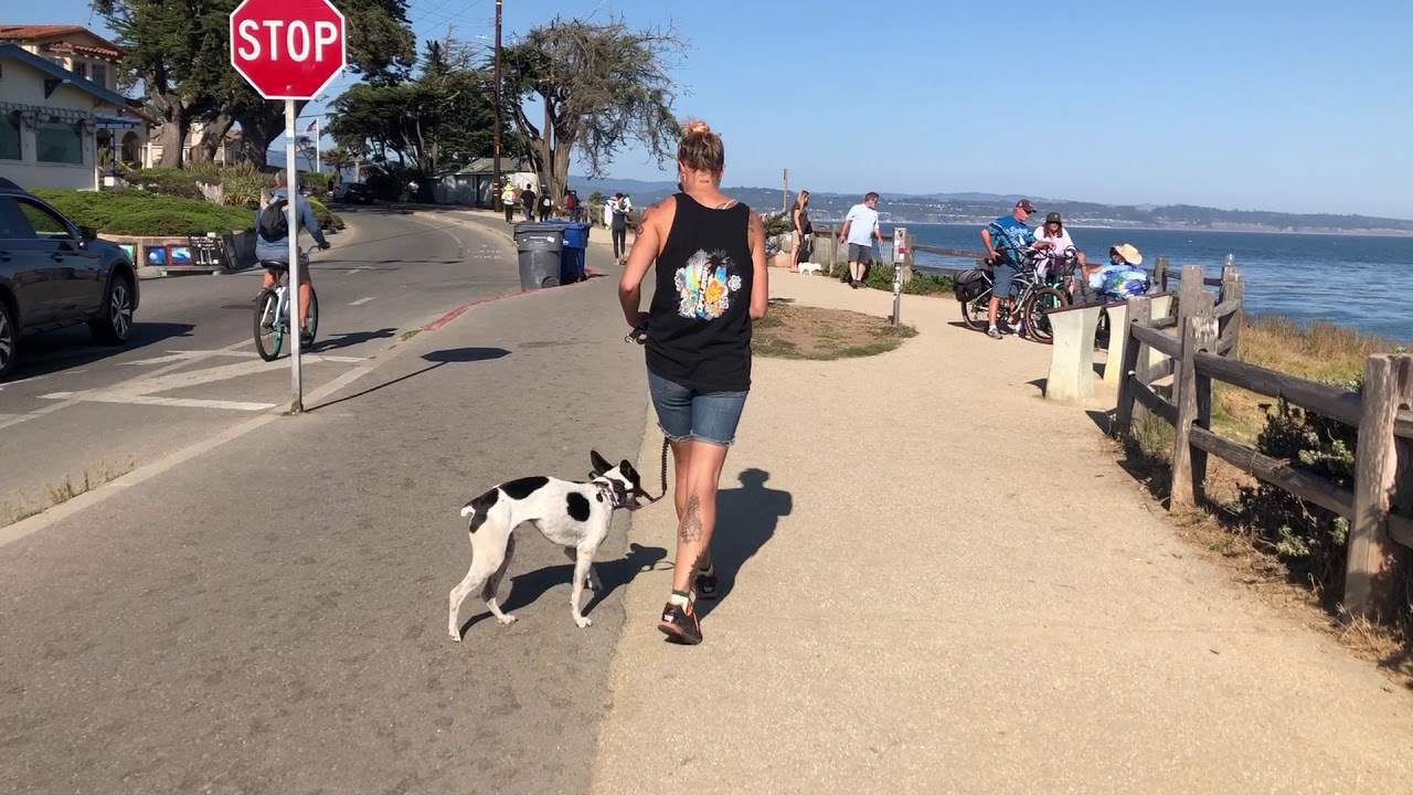 Rat Terrier | Otis | Central Coast: Off-Leash K9 Training