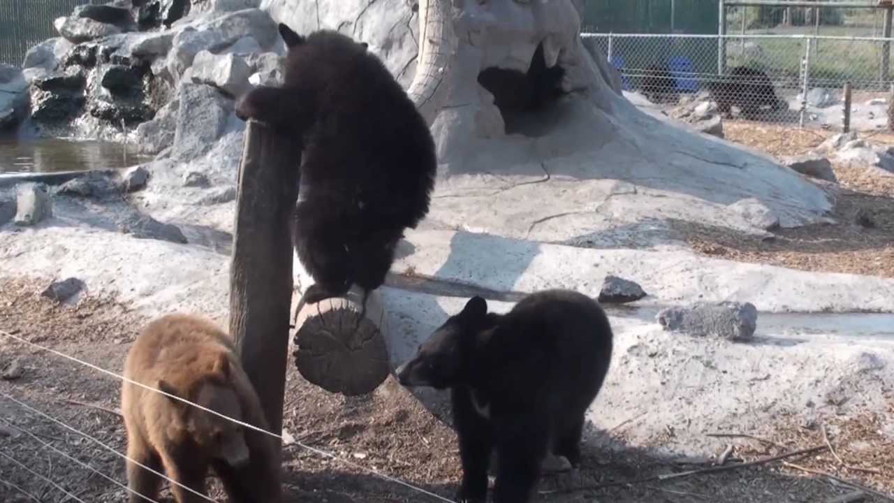 Lost Dispatch Presents: Bear Cubs Being Hilarious!!!