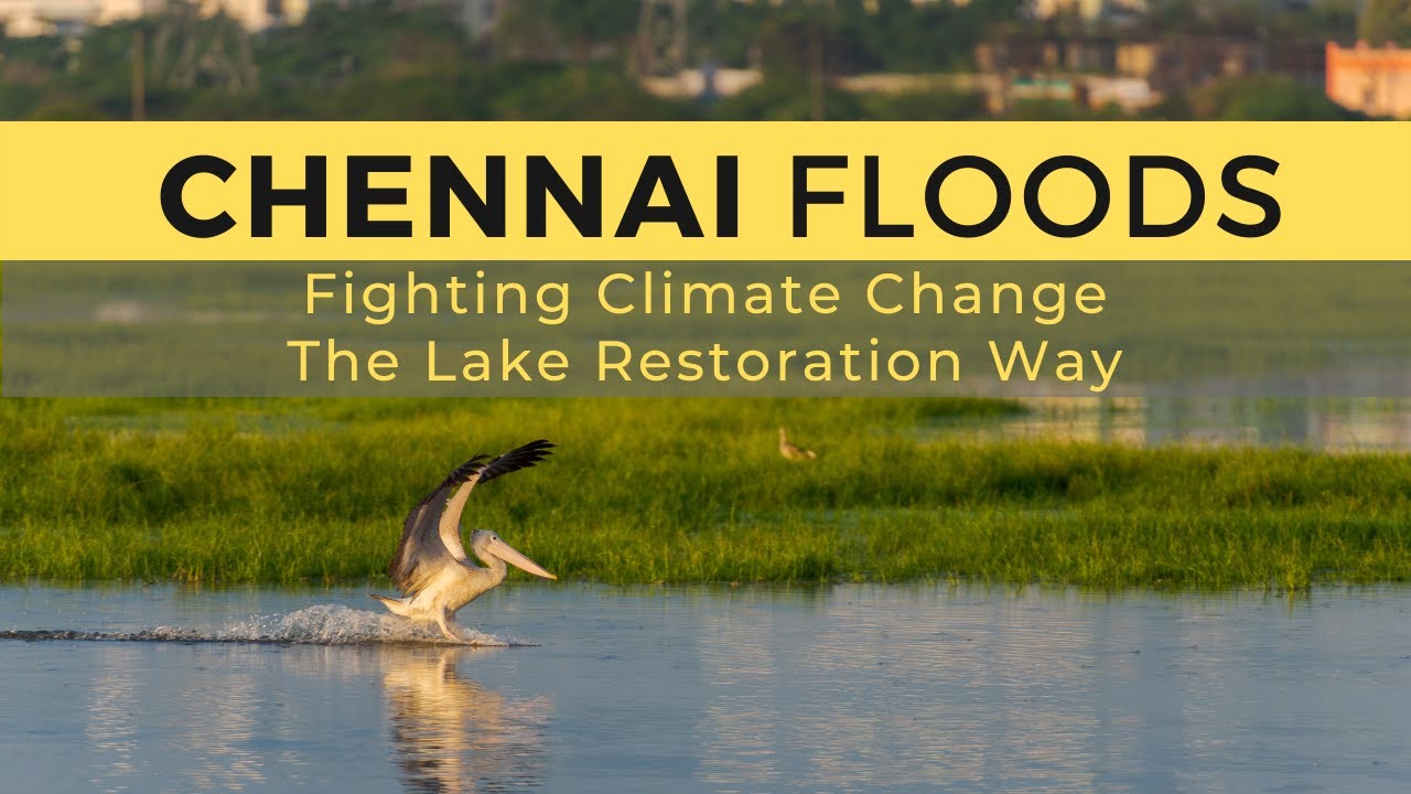 Chennai Floods: Fighting Climate Change The Lake Restoration Way