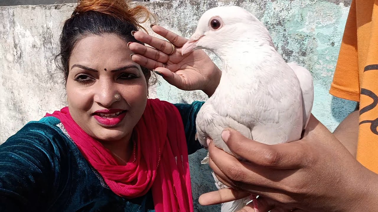 Yash naksh laye h kabootar @SonamYNfamilyvlogs 