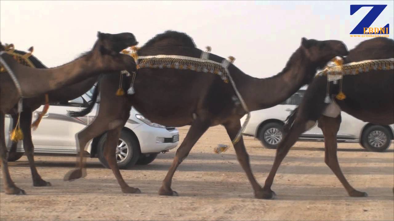 مسيرة منقية صالح بن ربيع المخيزيم المري في مزاين الكويت