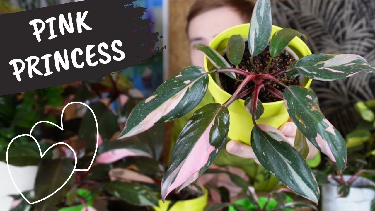 Filodendron Pink Princess | Jak trzymają się moje rośliny?