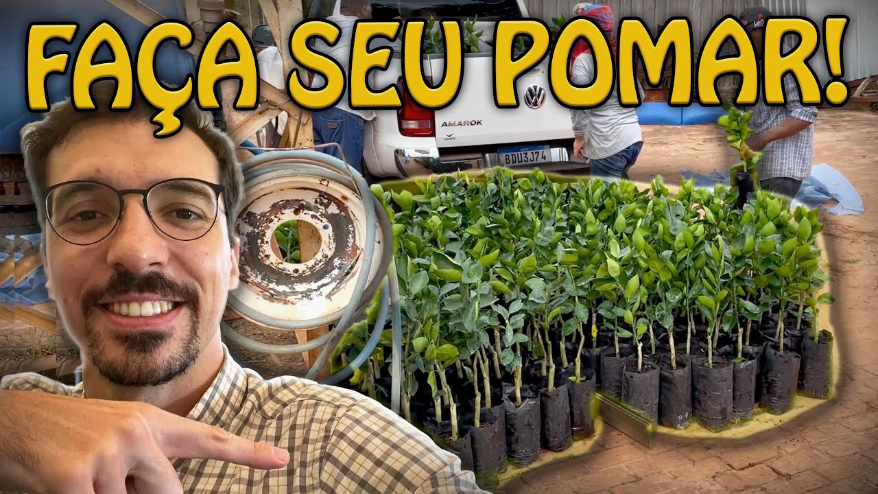 APRENDA A PLANTAR MUDAS DE LARANJA VOCÊ TAMBÉM!