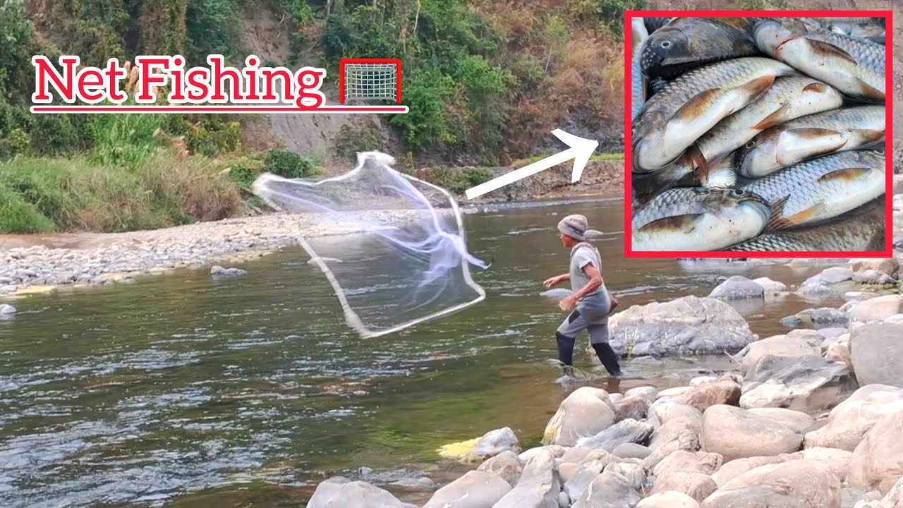 Best net fishing traditional way catching in the local river. #2k26.