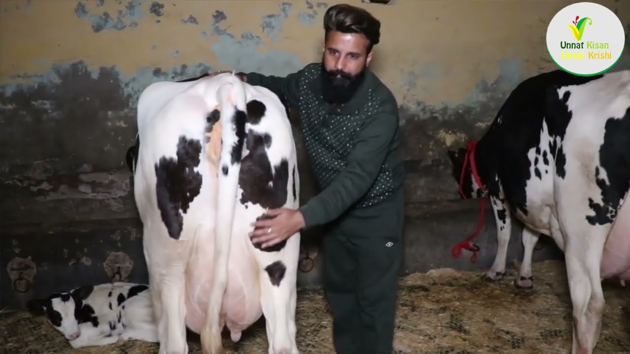 अमित चोपड़ा ने मिल्किंग करवा के बेचीं 50 प्लस दूध वाली गाये | Waheguru Dairy Farm | Ludhiana |