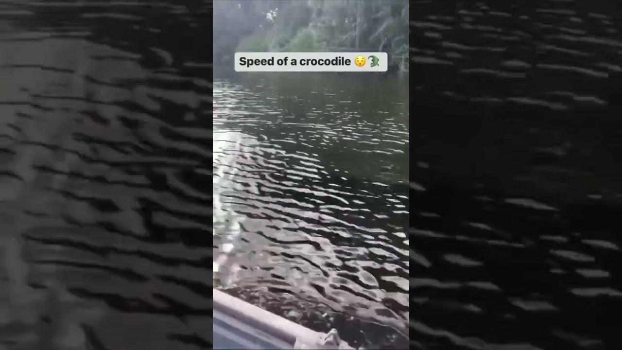 🐊😳WATCH AS THIS AMAZING CROCODILE IS SWIMMING TOP SPEED IN A LAKE ALONG SIDE A BOAT