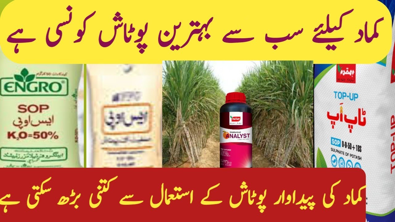 Which potash should be used in sugarcane crop?۔How much can sugarcane yield be increased by potash۔
