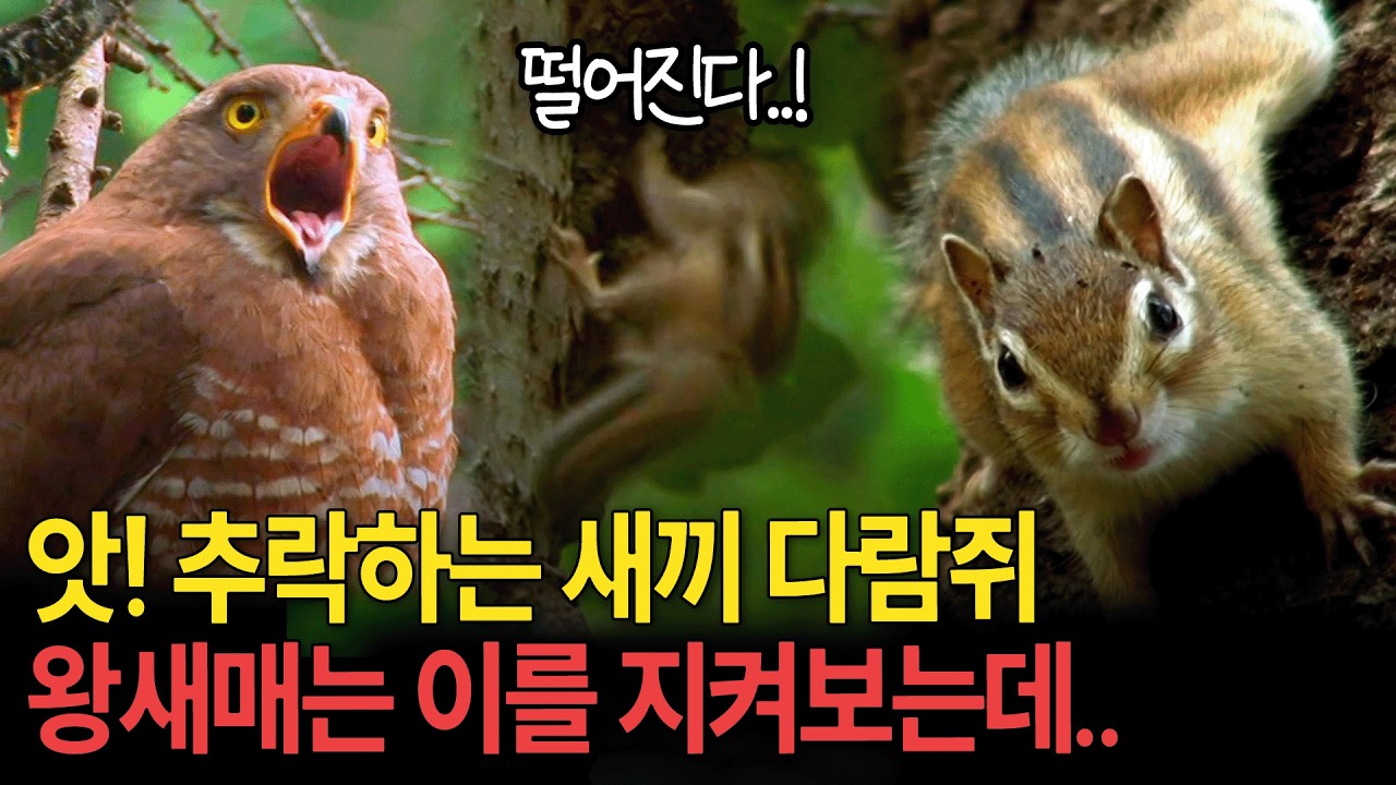 나무에서 떨어지는 새끼 다람쥐! 어미는 놀라고 마는데.. [환경스페셜-도토리 쟁탈전] / KBS 20121128 방송