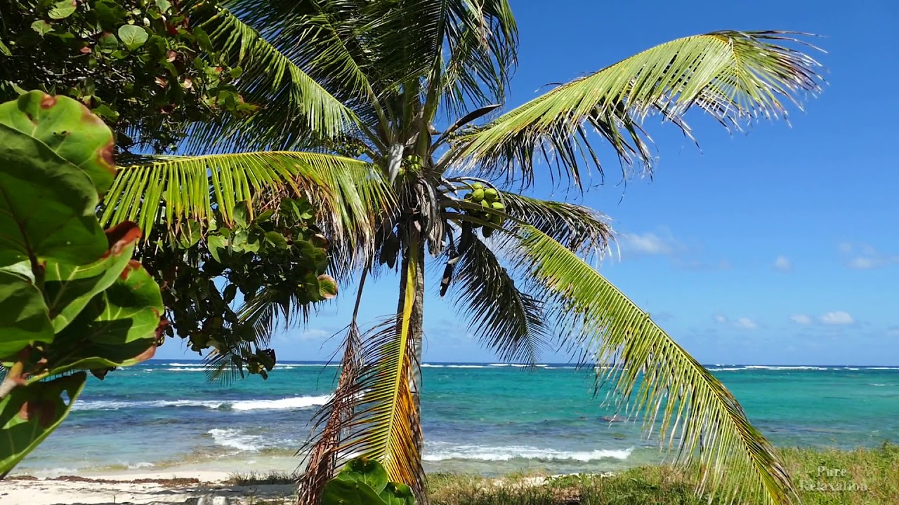Caribbean palm tree, noisy bird, sea noise, trade wind, blue sea, white sand