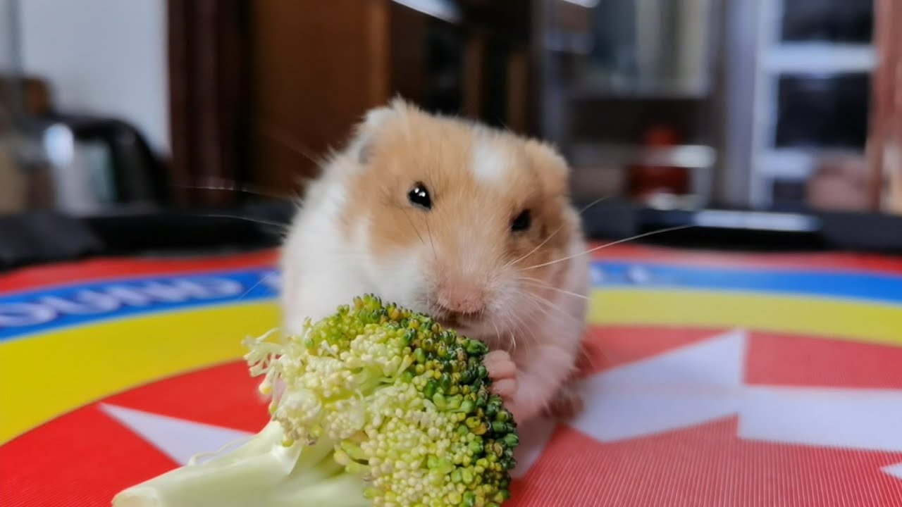 Behaviors Of Rani 🐹 | Upset Hamster?