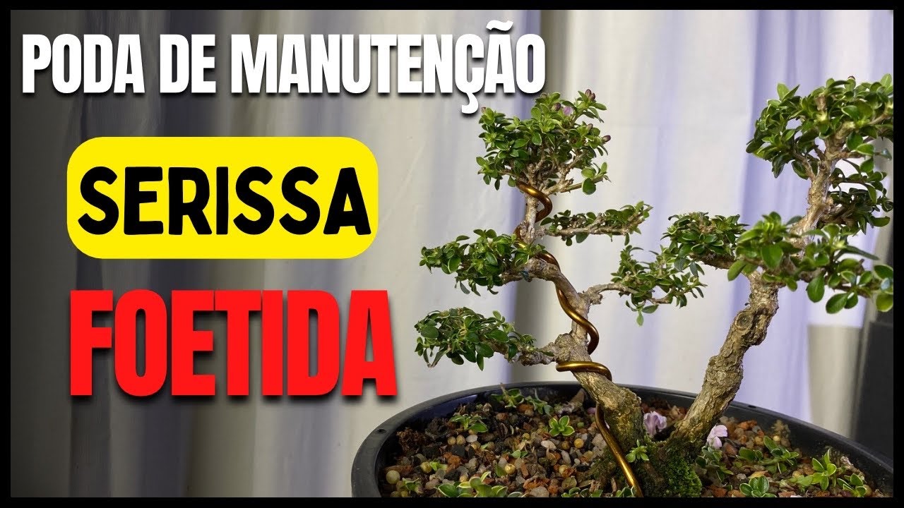 Poda de manutenção em um bonsai de Serissa Foetida e aramação
