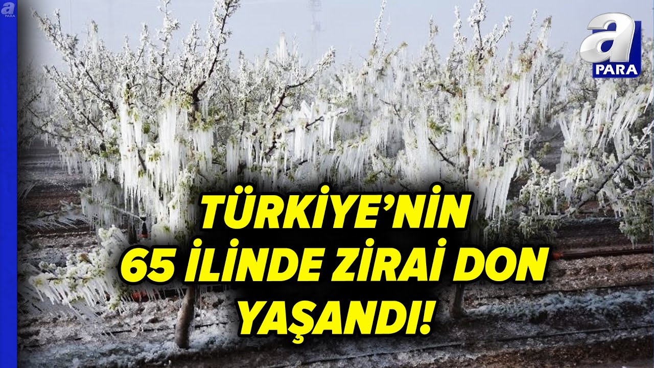 Yılın İlk Aylarında Yaşanan Zira Don Birçok Bölgede Üretimi Olumsuz Etkiledi | A Para