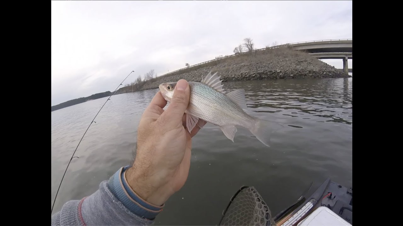 How to Catch Catfish Candy (White Perch) - Jordan Lake, NC