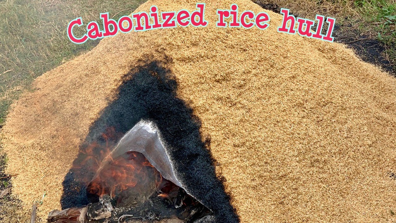 Easy Tips To CARBONIZED RICE HULL at Home for Garden - How To Make Rice Husk Charcoal for Plant