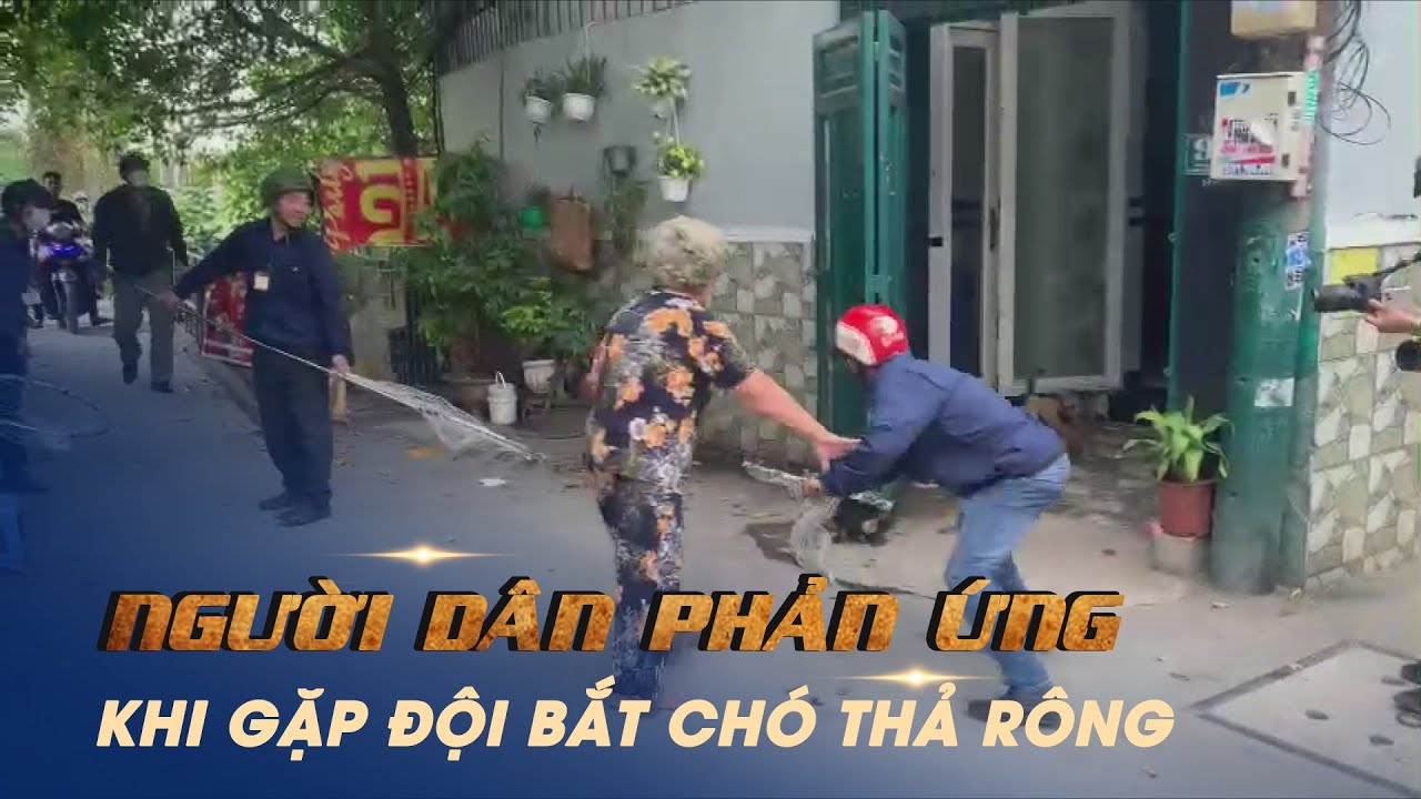 Người dân phản ứng, đòi kiểm tra chuyên đề khi gặp đội bắt chó thả rong