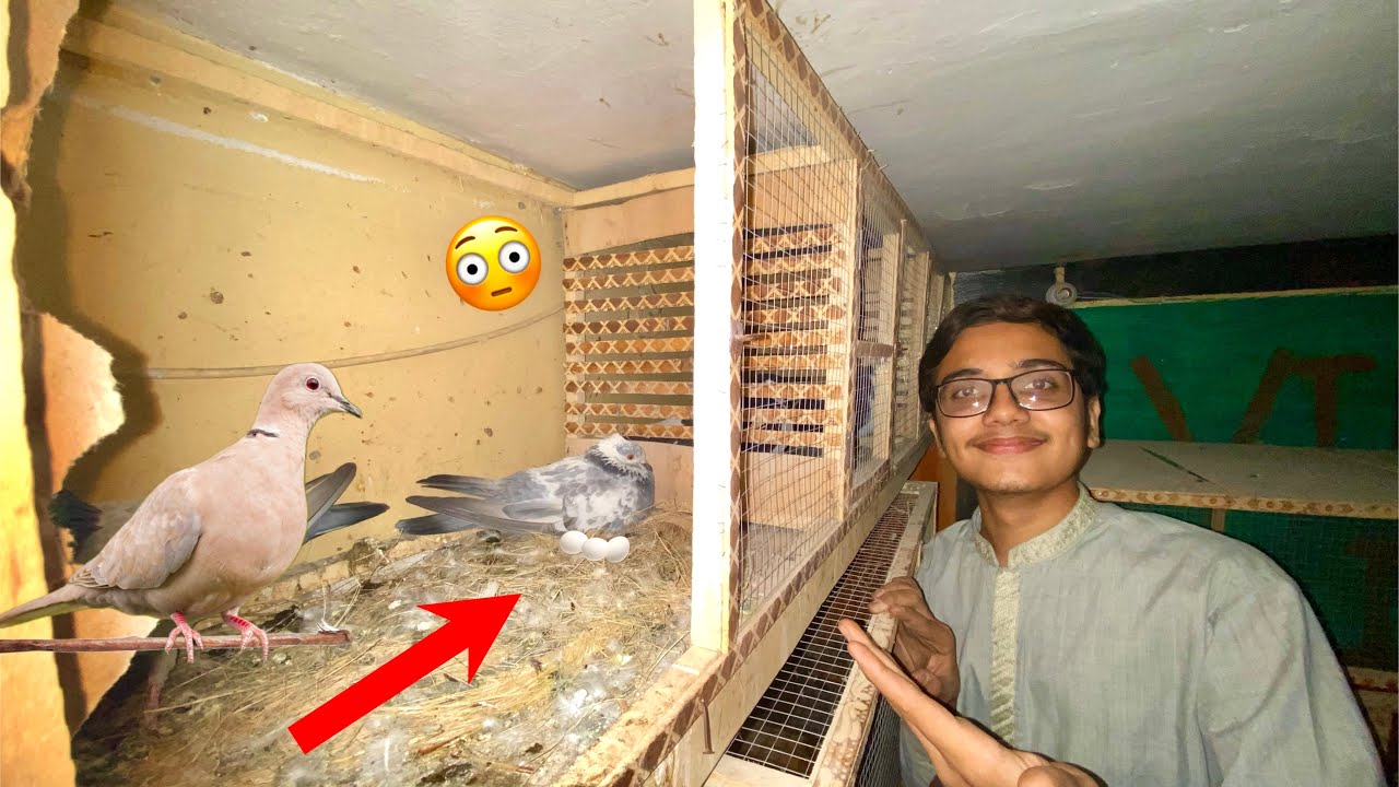 Wow Pigeon Incubating Dove Eggs😯