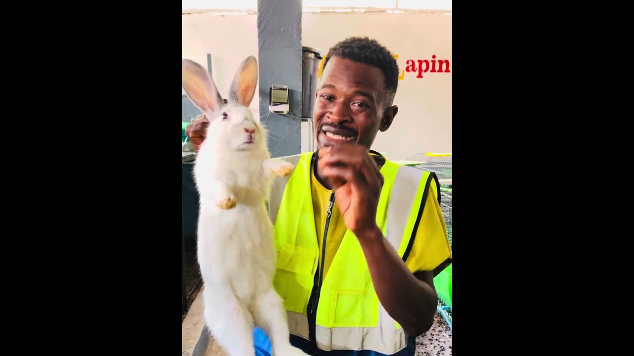 ILS VOUS VENDENT DE FAUX LAPINS…SUITE