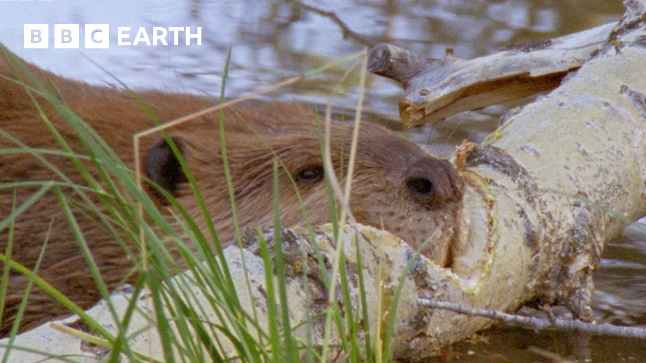 Beaver Fells Tree in Just a Few Hours | Yellowstone | BBC Earth | BBC Studios