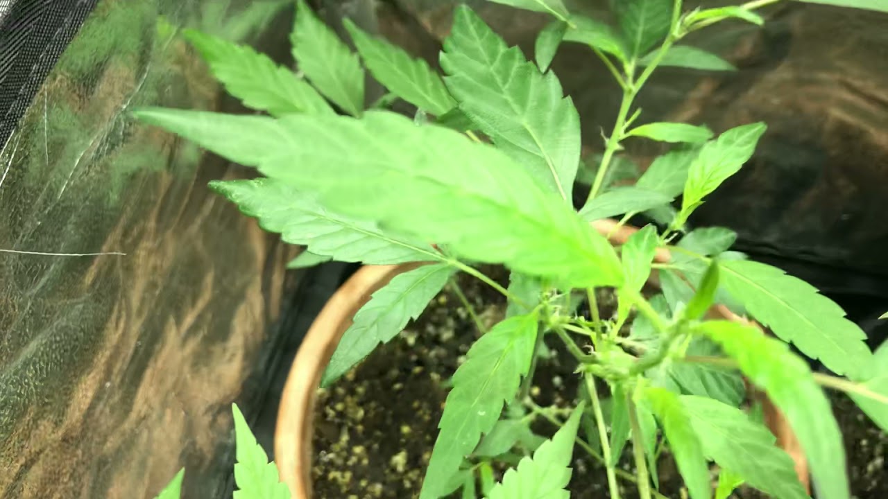 Chocolate Thai weed Grow