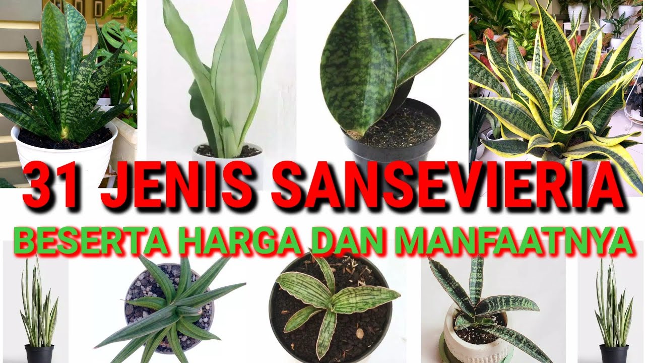 JENIS SANSEVIERIA BESERTA HARGA DAN MANFAATNYA