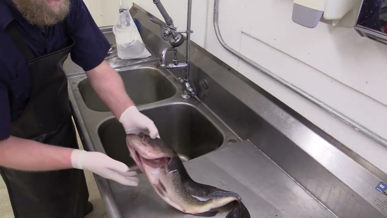 Largemouth Bass Skin Mount # 9 Preserving the Skin
